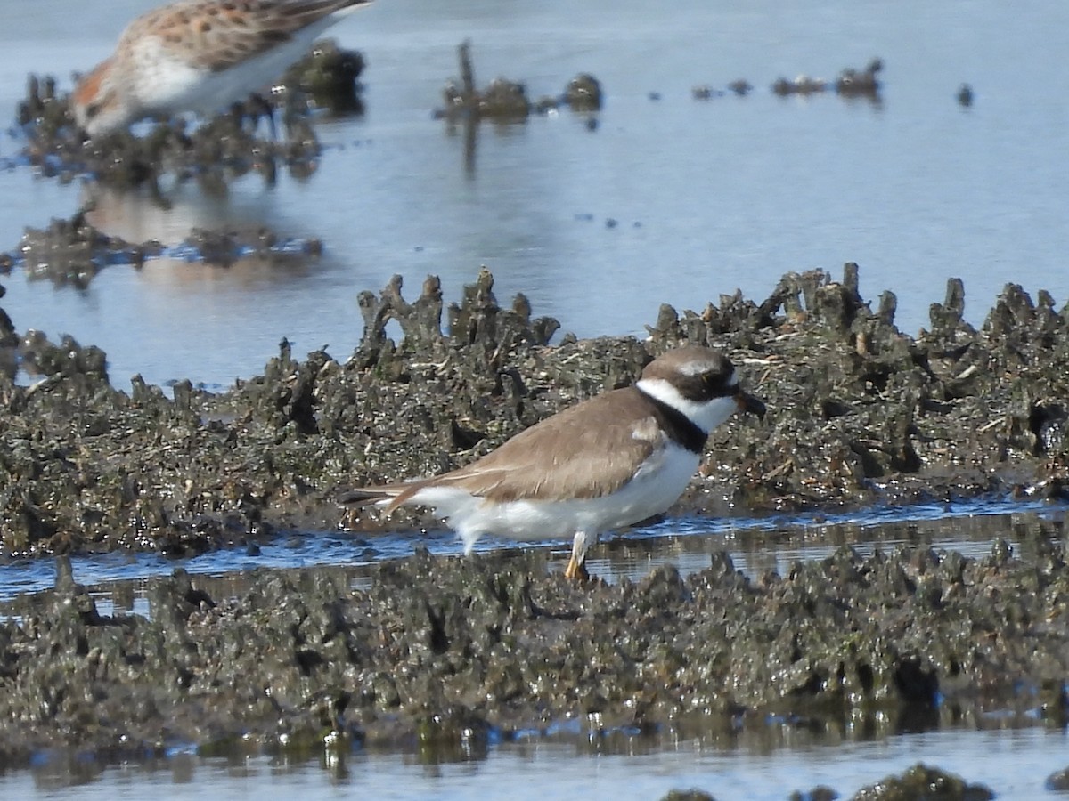 Semipalmated Plover - ML618476658