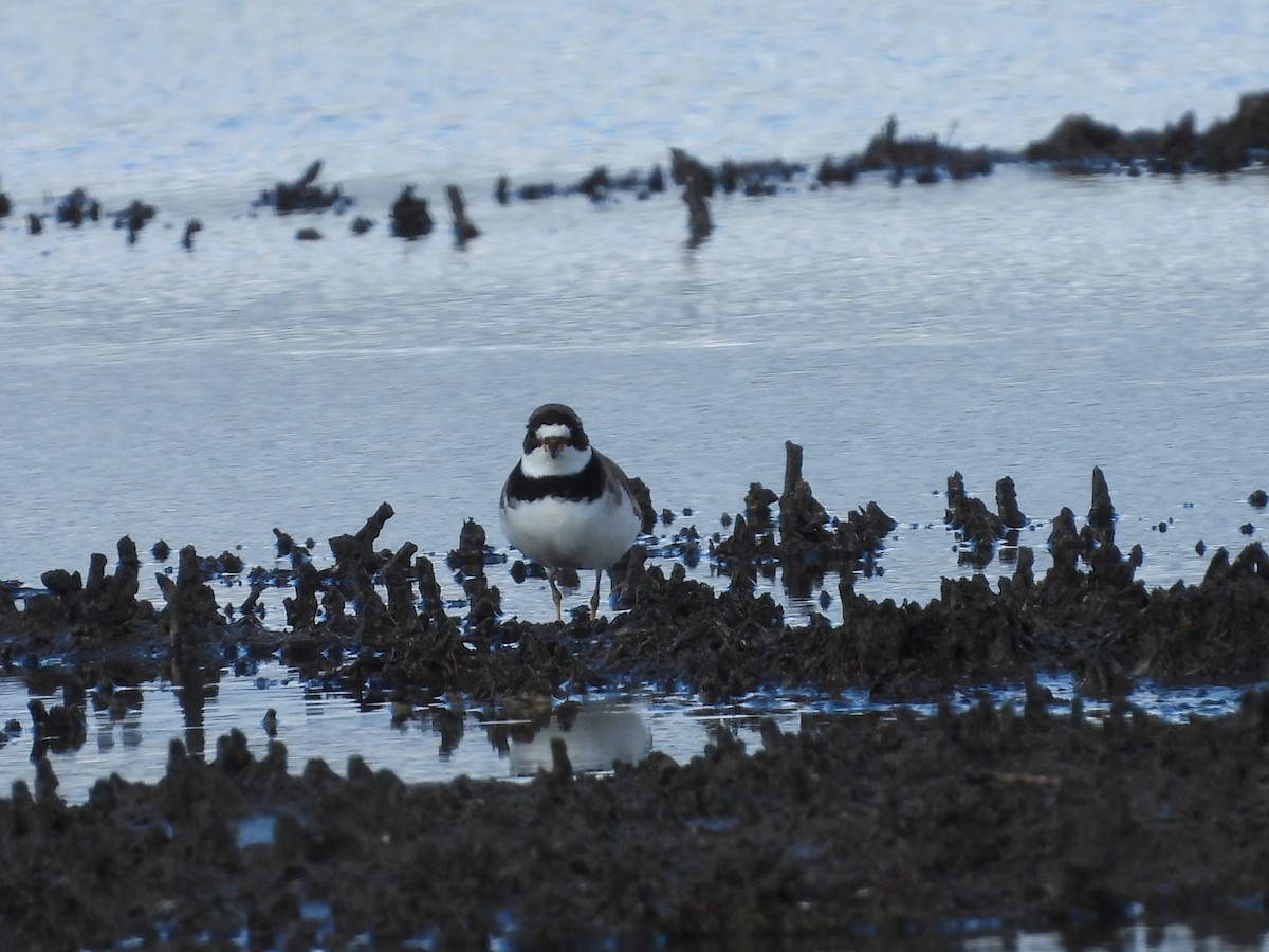 Semipalmated Plover - ML618476659