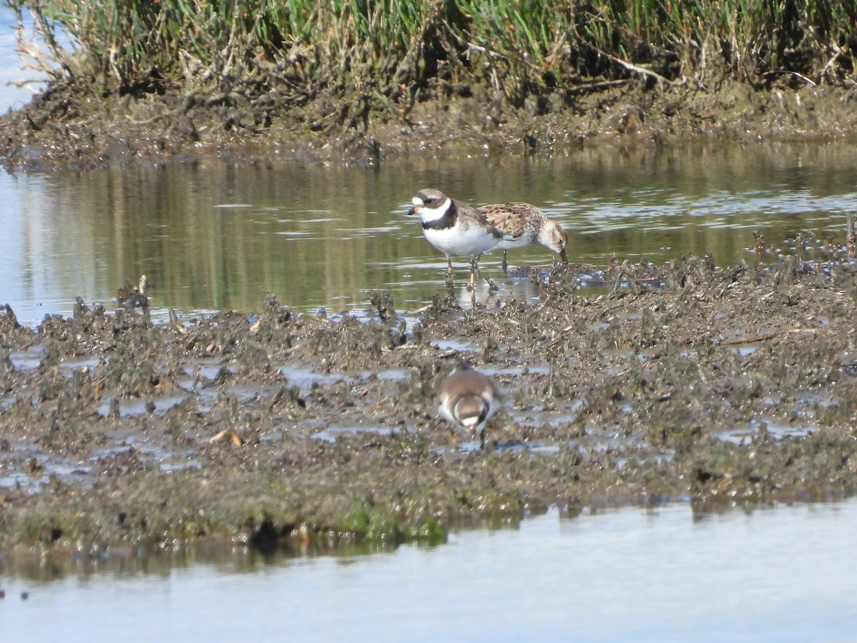 Semipalmated Plover - ML618476660