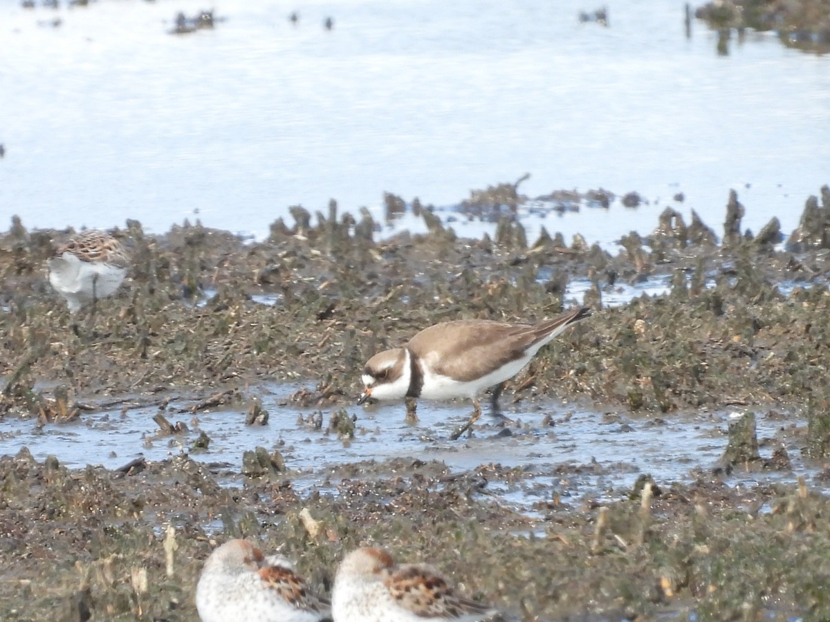 Semipalmated Plover - ML618476661