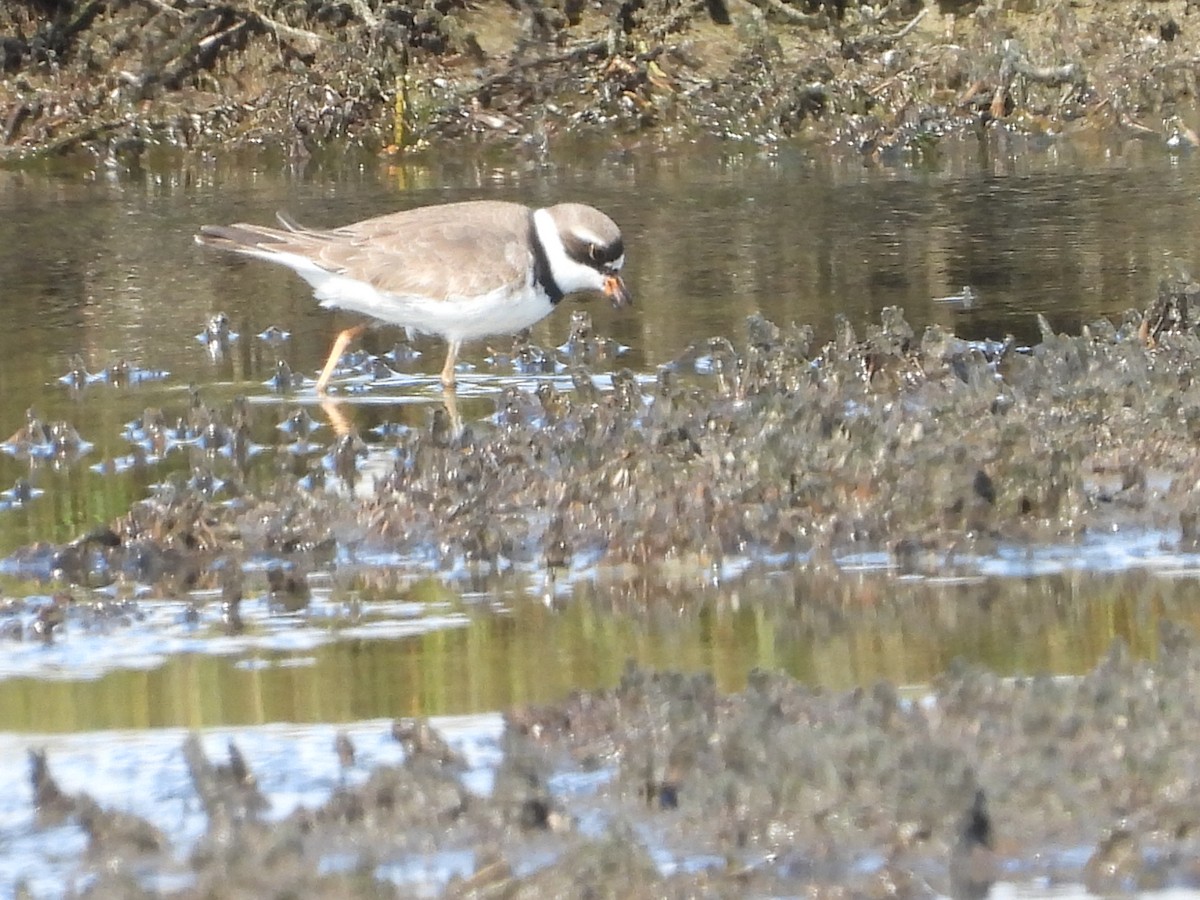 Semipalmated Plover - ML618476663