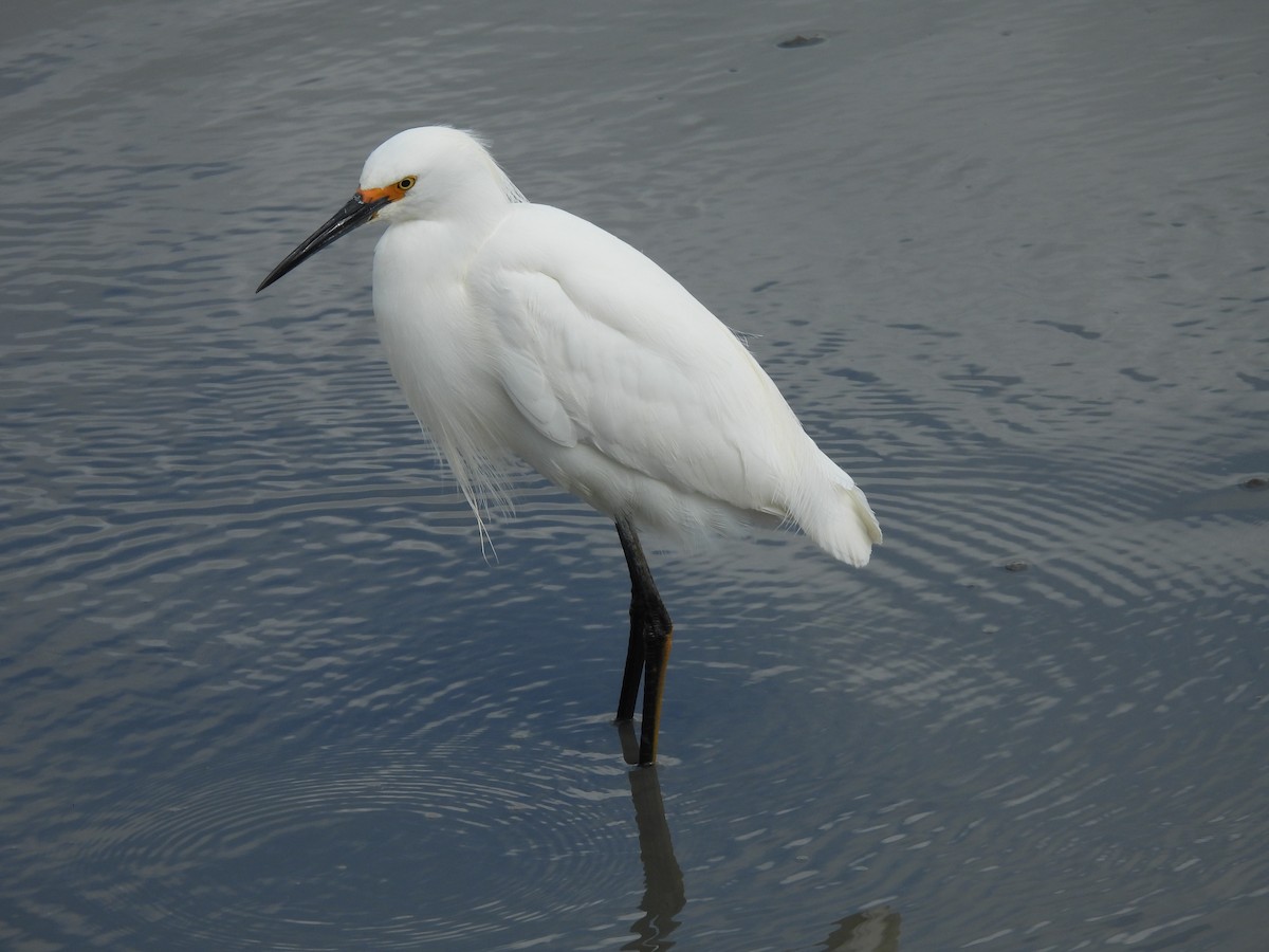 Snowy Egret - L. Burkett
