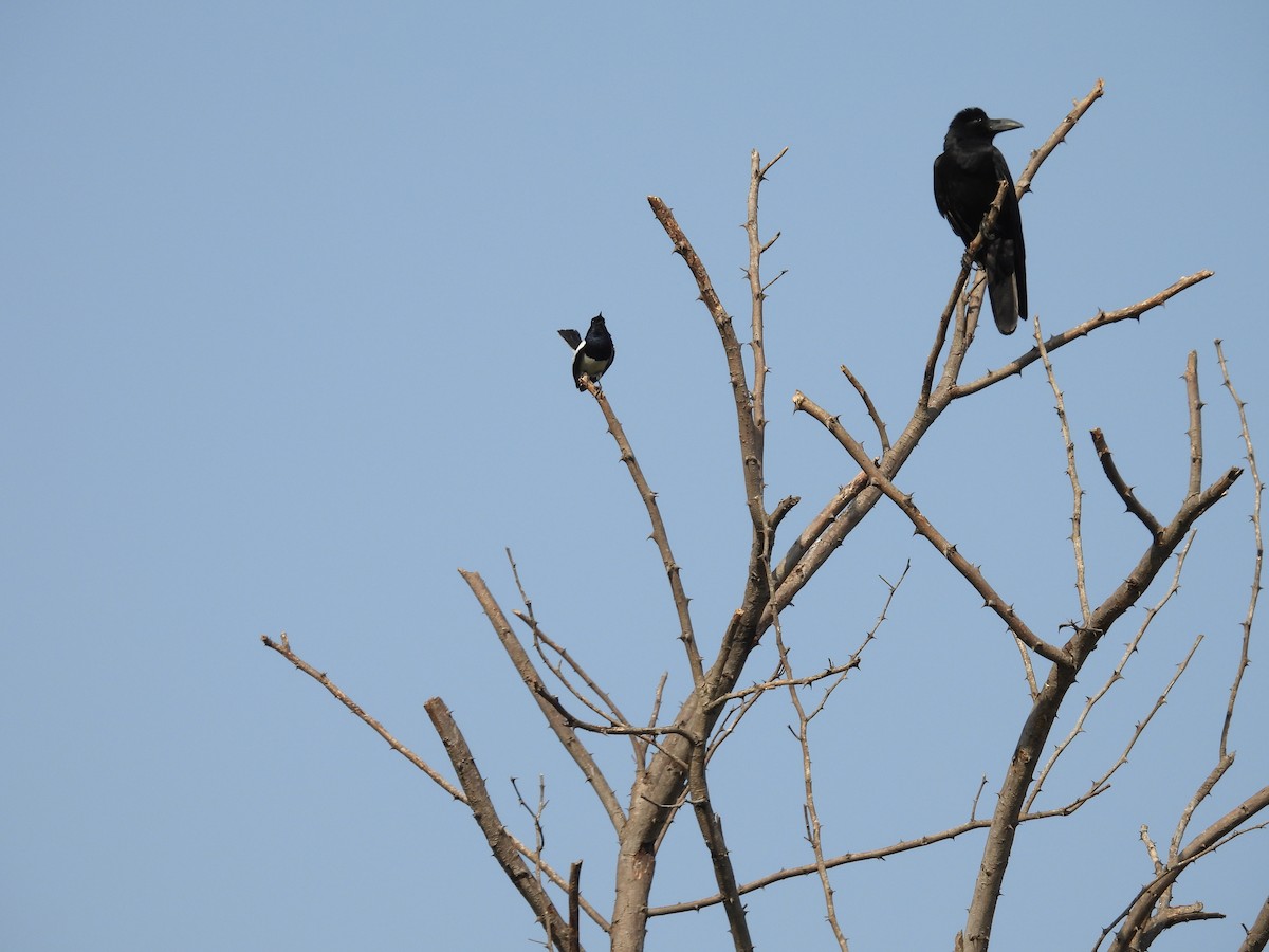 Large-billed Crow (Indian Jungle) - ML618476672