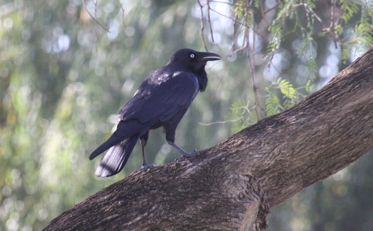 Australian Raven - ML618476711