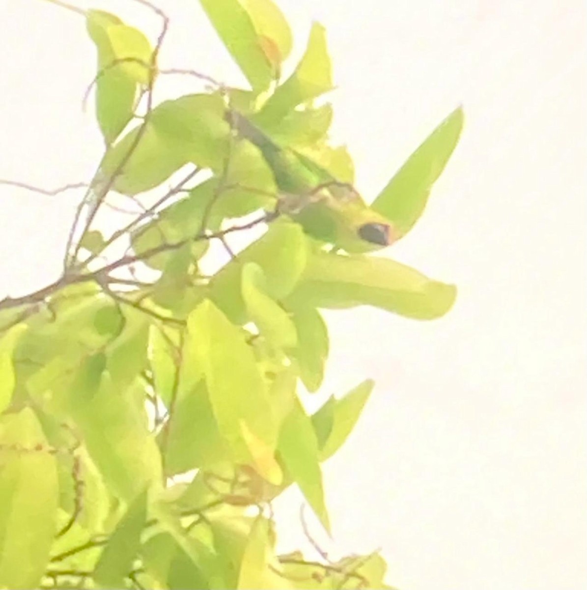 Golden-fronted Leafbird - ML618476729