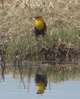 Yellow-headed Blackbird - ML618476757