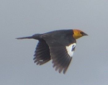 Yellow-headed Blackbird - ML618476758