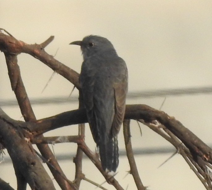 Gray-bellied Cuckoo - ML618476768