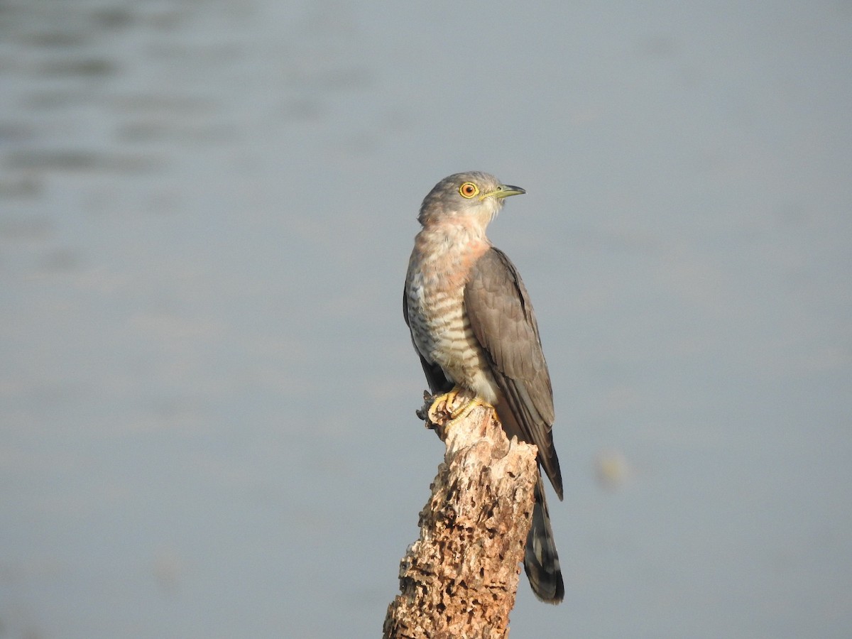 Common Hawk-Cuckoo - Sanjeev Menon