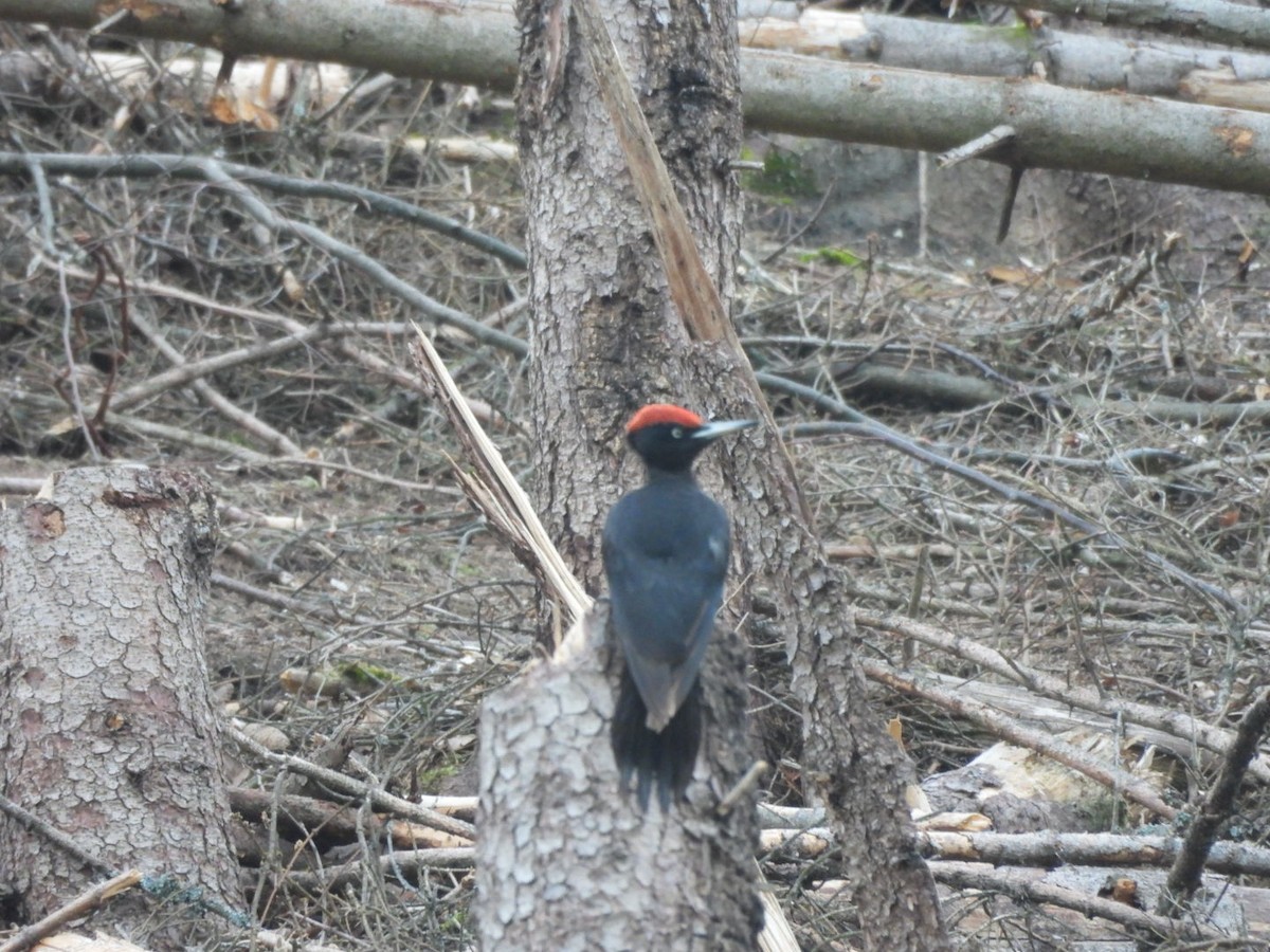 Black Woodpecker - ML618476781