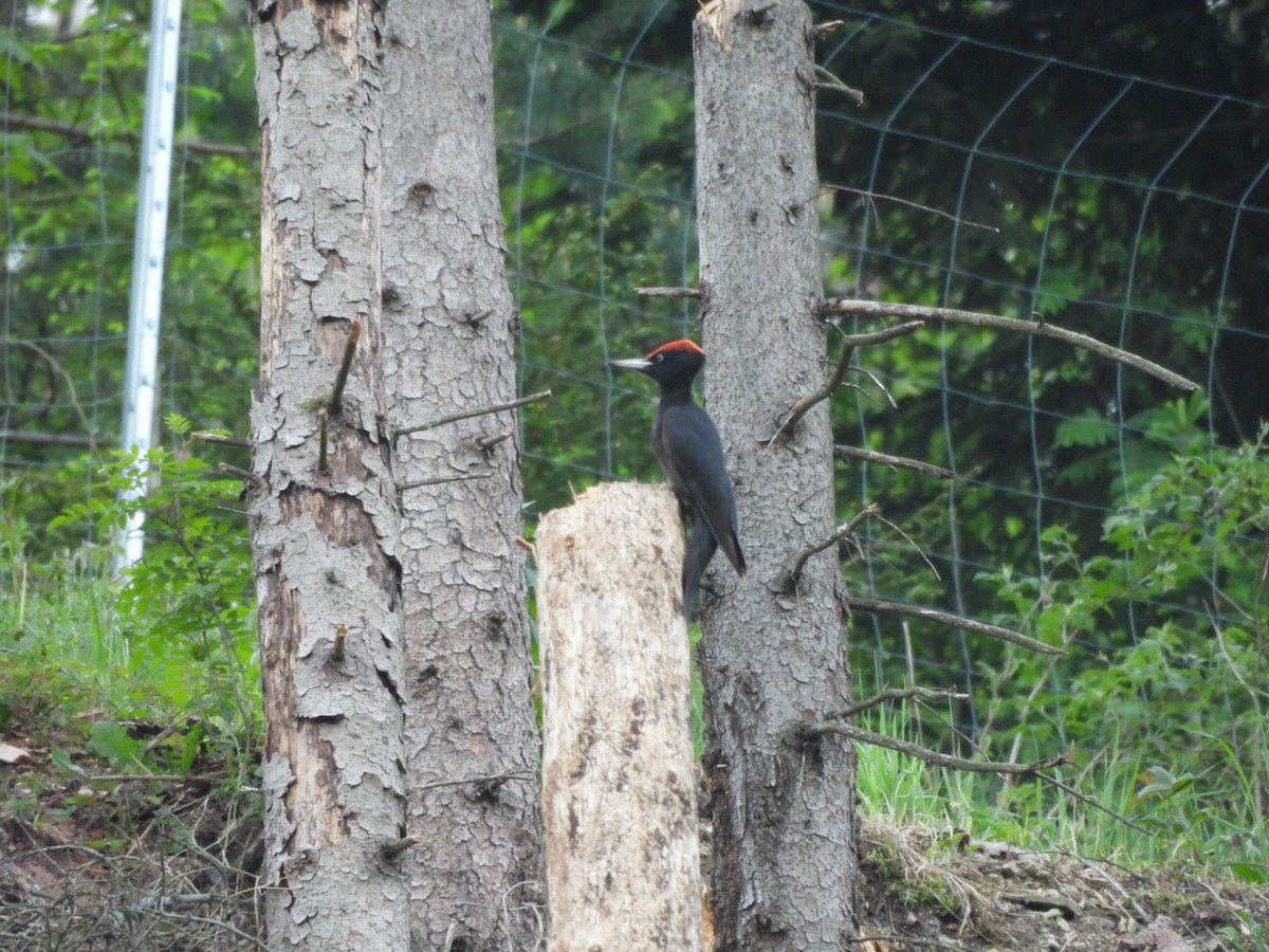 Black Woodpecker - ML618476782