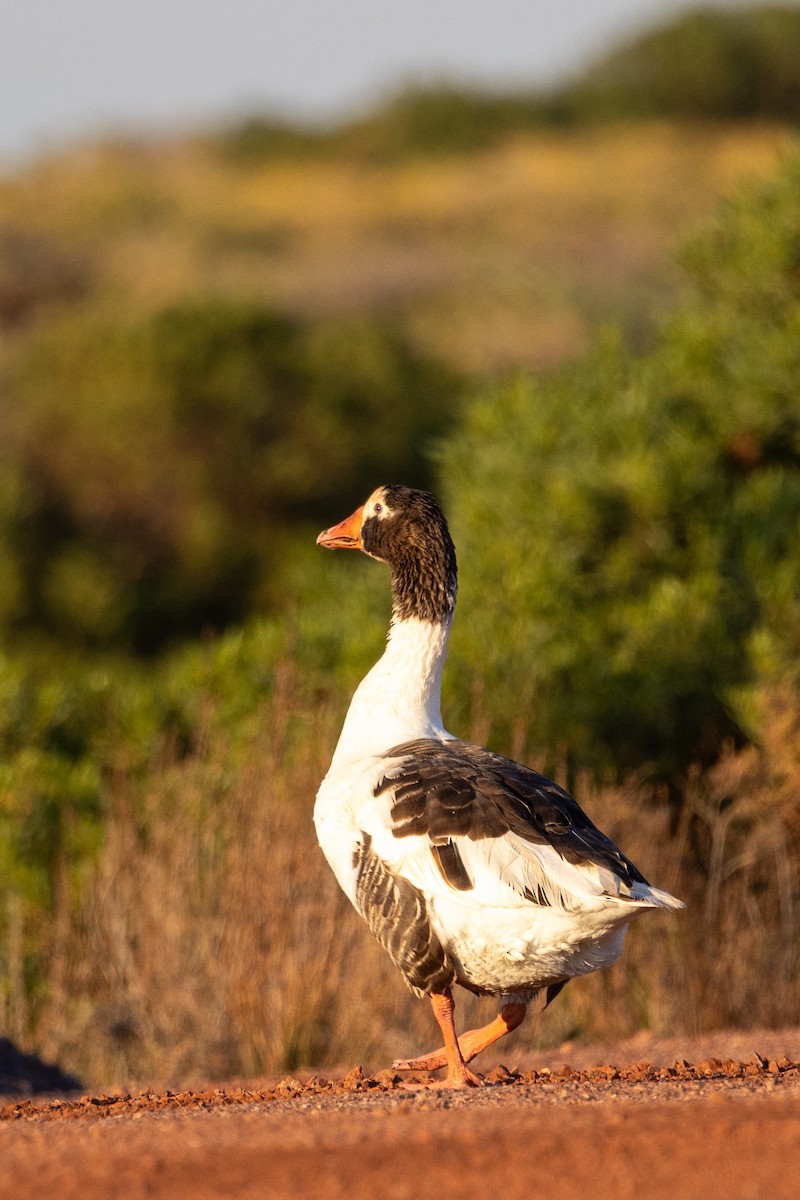 Domestic goose sp. (Domestic type) - ML618476851