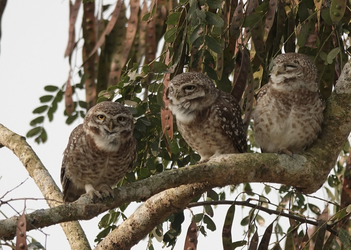 Spotted Owlet - ML618476857