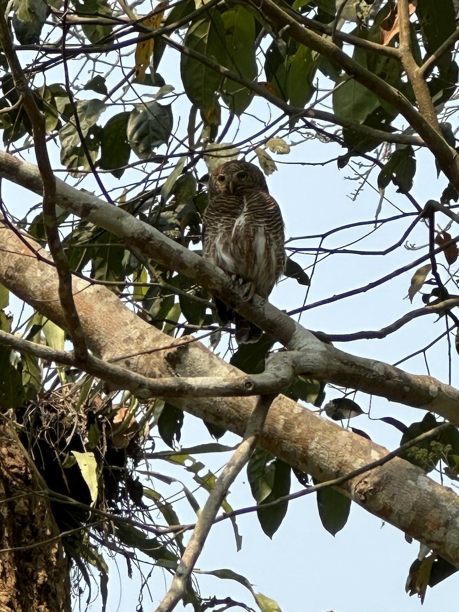 Spotted Owlet - ML618476858