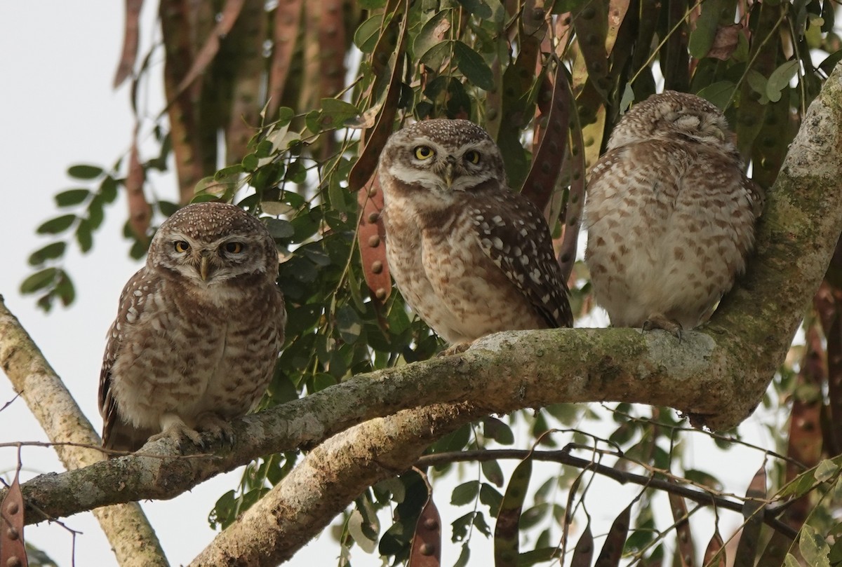 Spotted Owlet - ML618476859