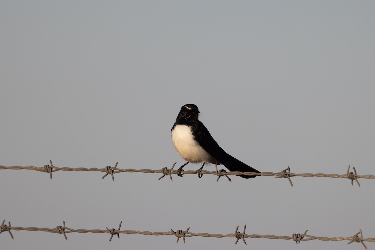 Willie-wagtail - ML618476866