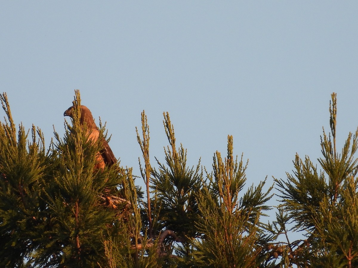 Red-tailed Hawk - ML618476887