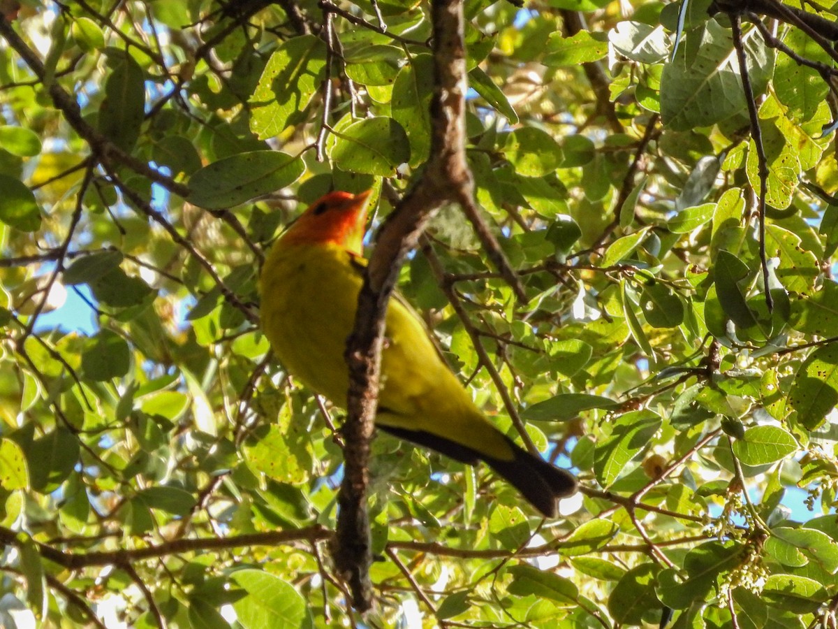 Western Tanager - ML618476890