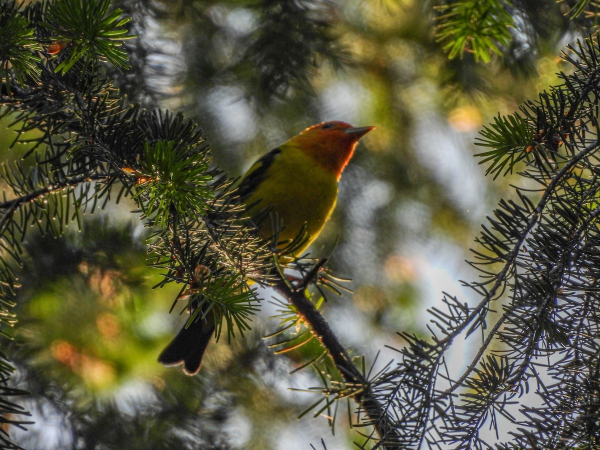 Western Tanager - ML618476891