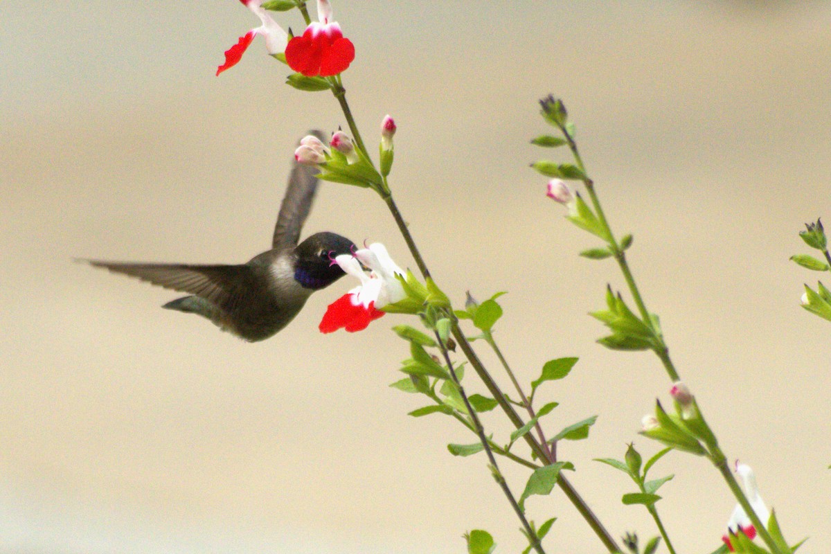 Black-chinned Hummingbird - ML618476902