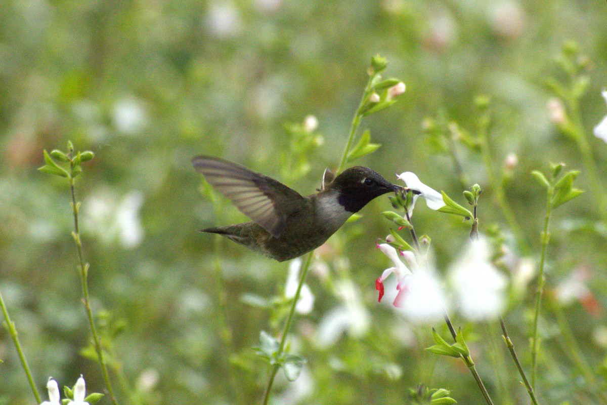 Black-chinned Hummingbird - ML618476903