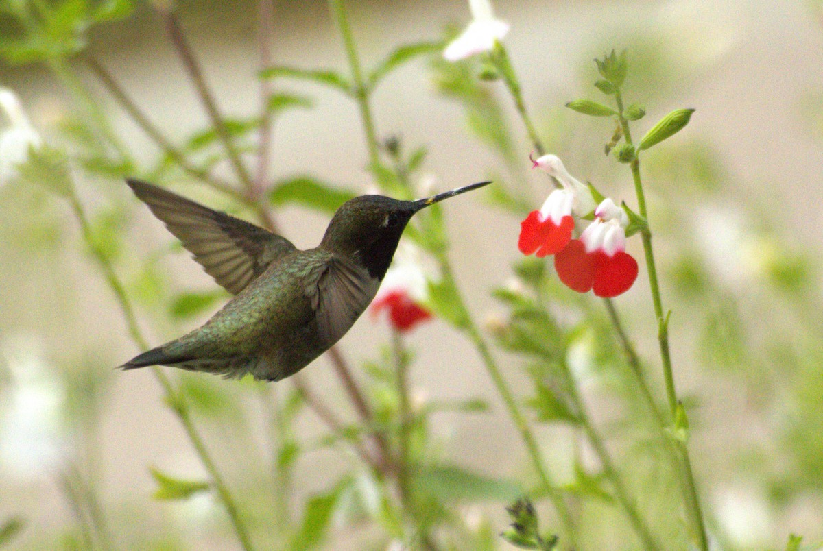 Black-chinned Hummingbird - ML618476904