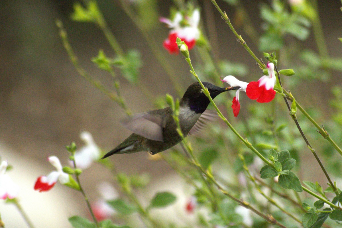 Black-chinned Hummingbird - ML618476905