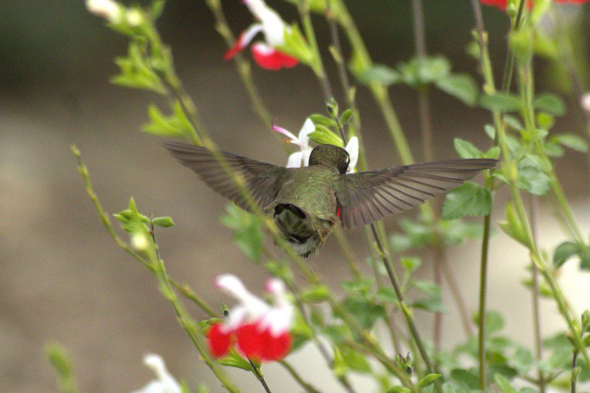 Black-chinned Hummingbird - ML618476906