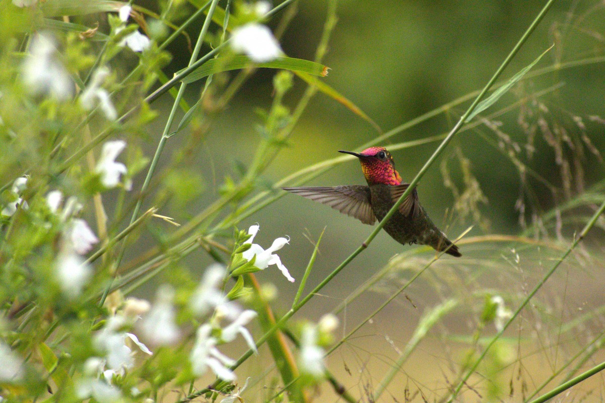 Anna's Hummingbird - ML618476907