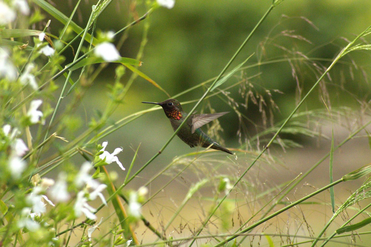 Anna's Hummingbird - ML618476909
