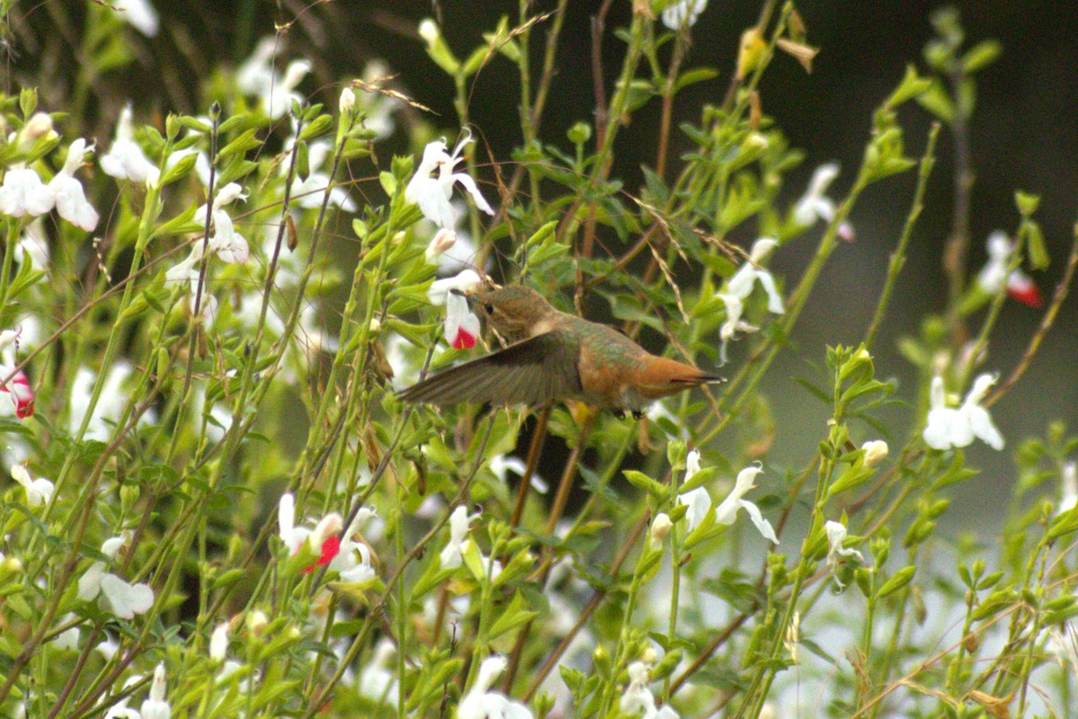 Rufous/Allen's Hummingbird - ML618476914