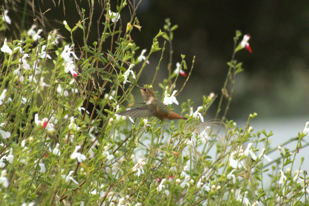 Rufous/Allen's Hummingbird - ML618476915