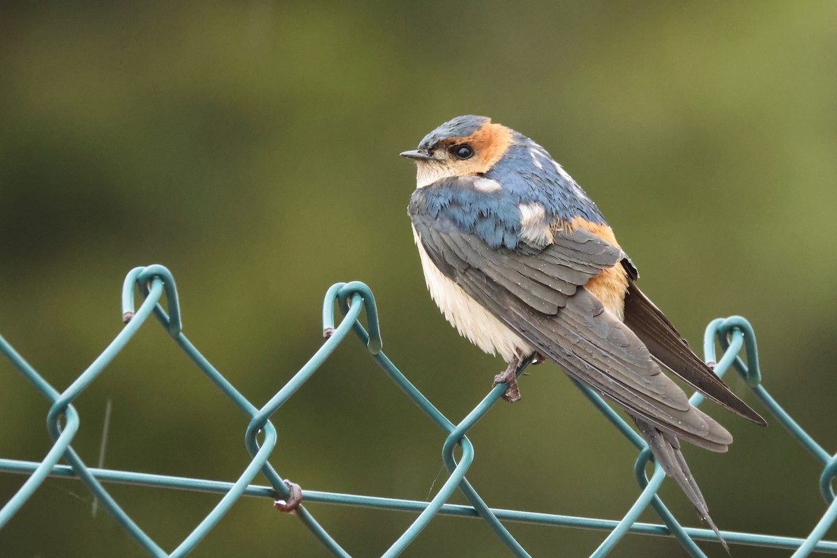 Red-rumped Swallow - ML618476937