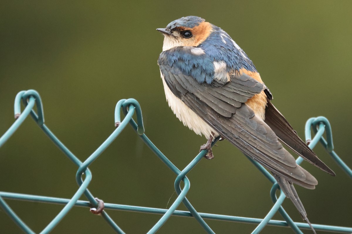 Red-rumped Swallow - ML618476938