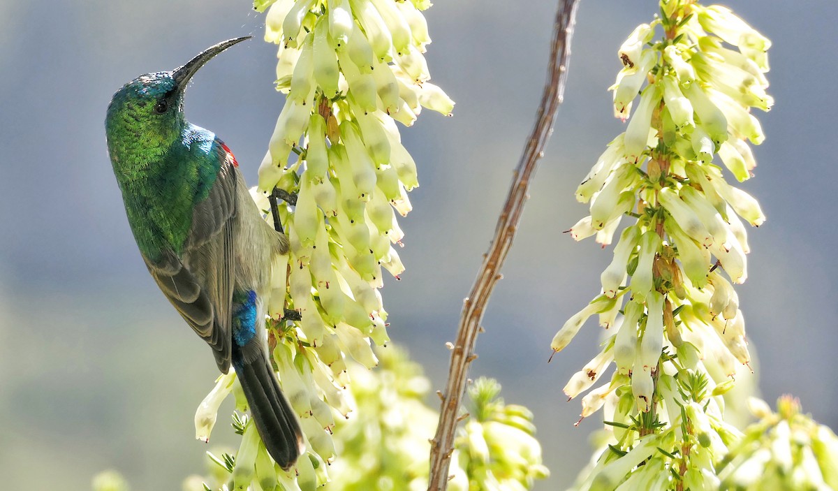 Southern Double-collared Sunbird - ML618476943