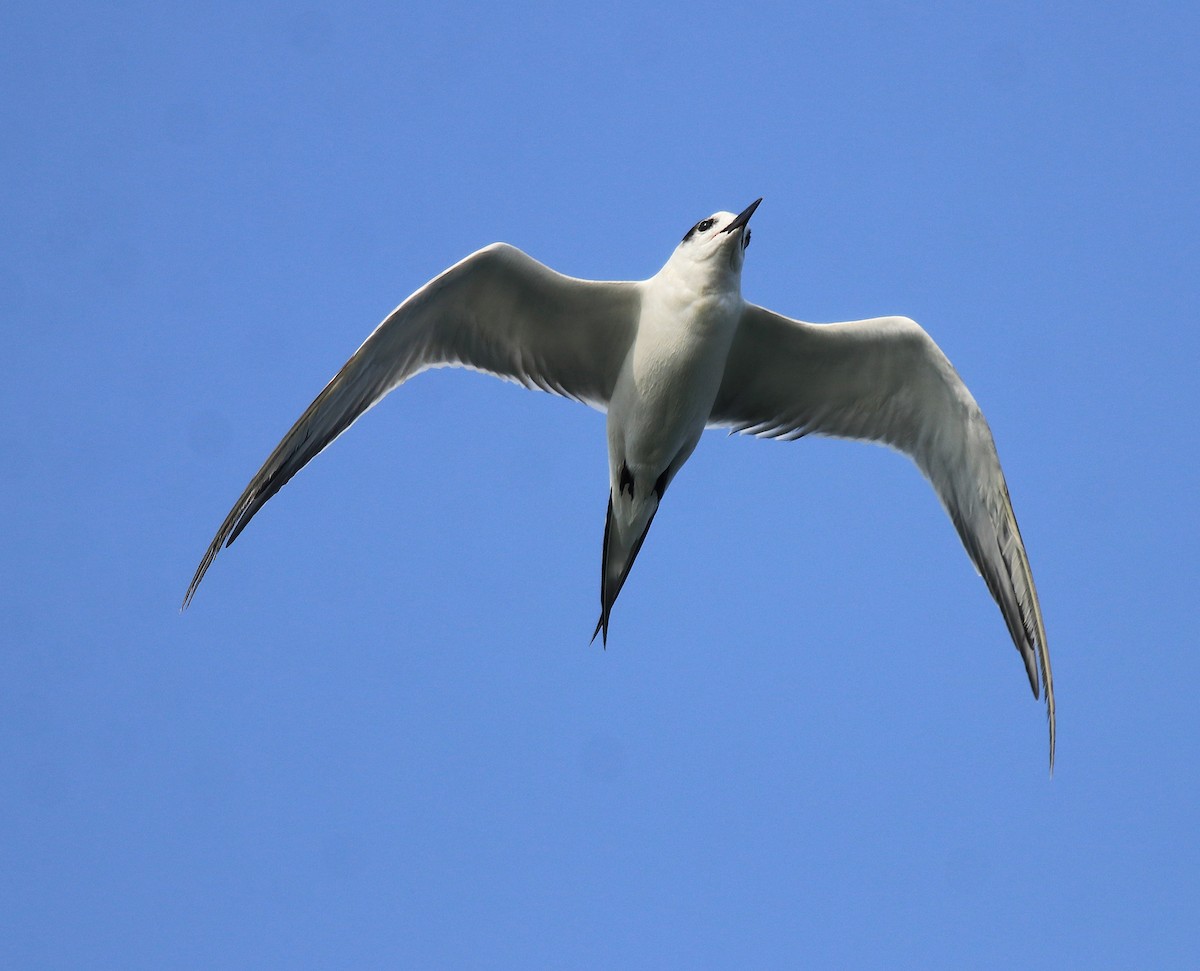 Common Tern - ML618476964