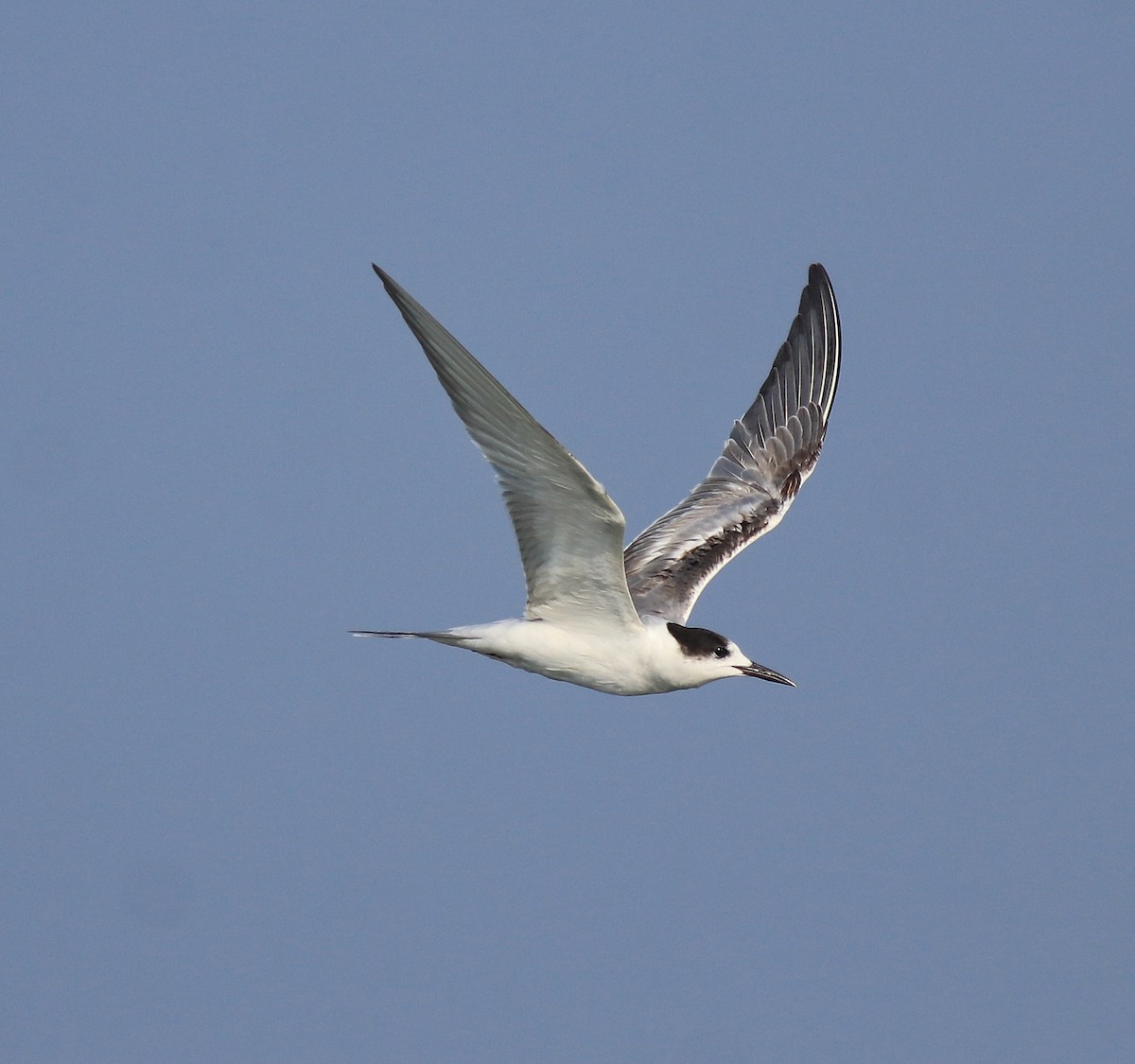 Common Tern - ML618476965