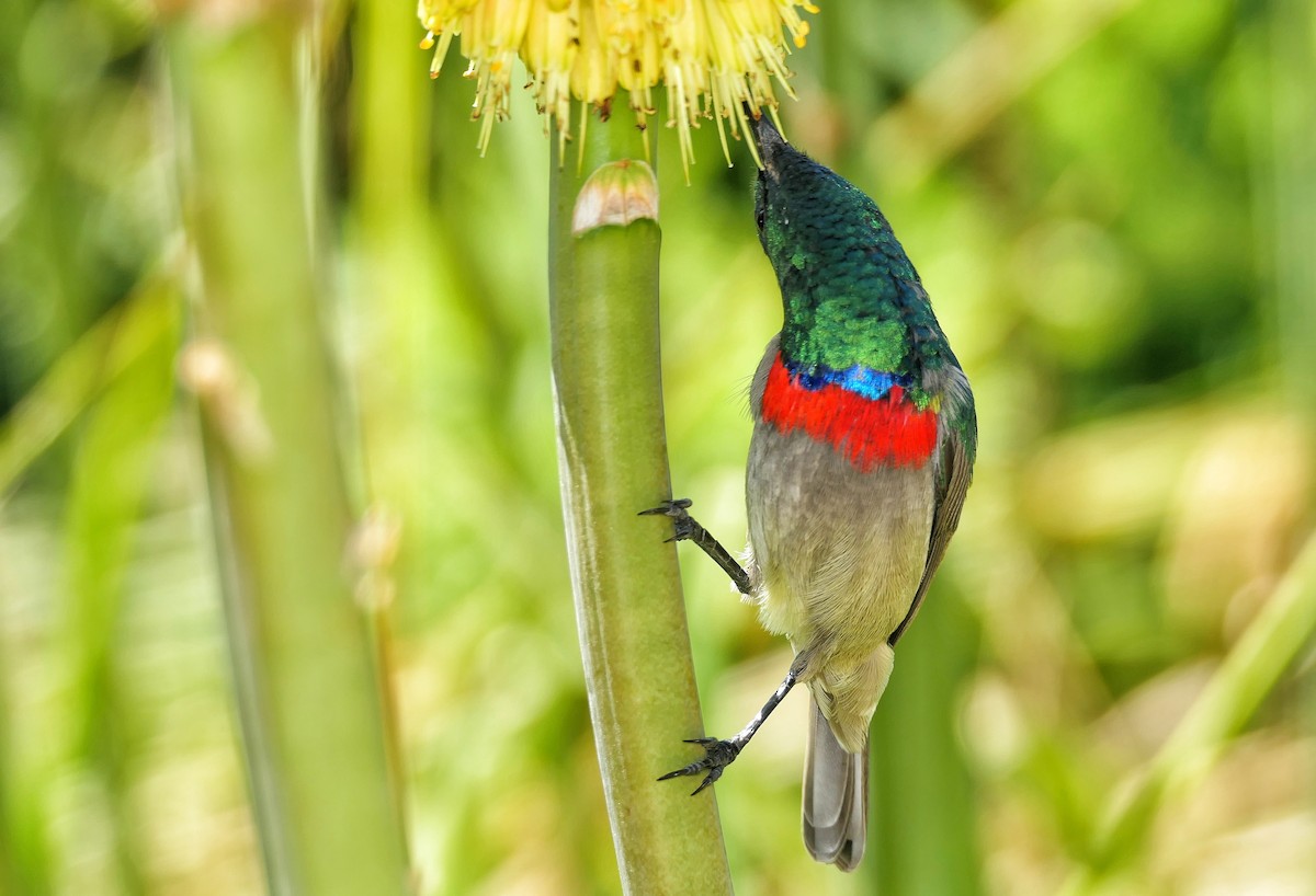 Southern Double-collared Sunbird - ML618476975