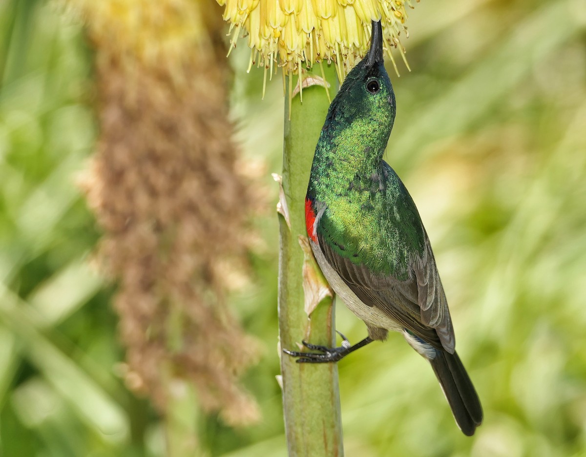 Southern Double-collared Sunbird - ML618476976