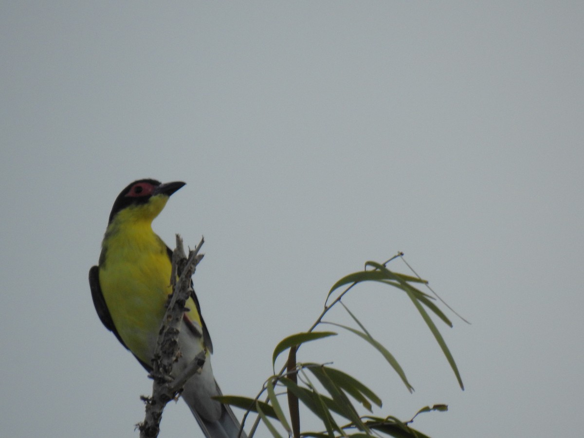Australasian Figbird - ML618476982
