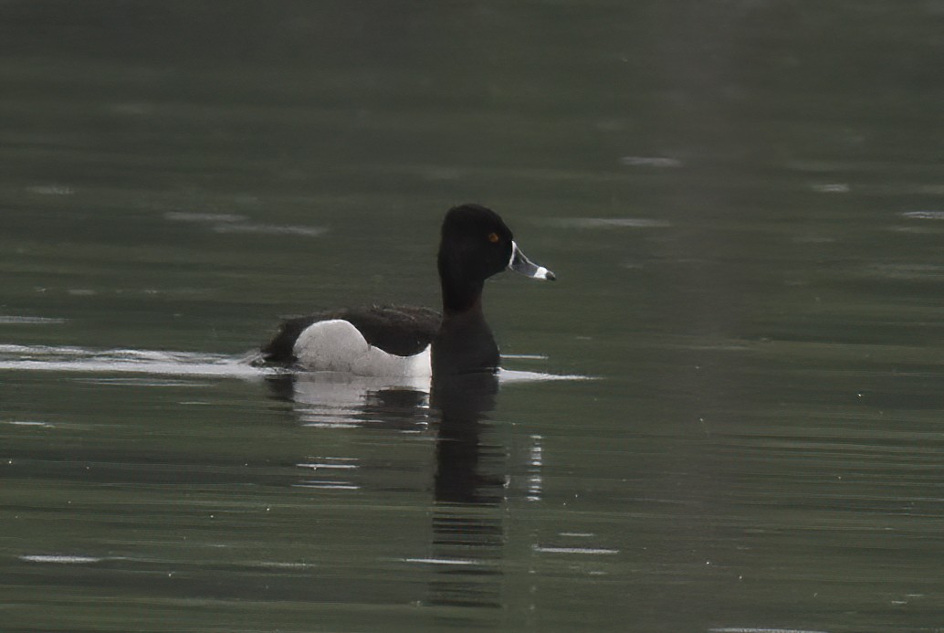 Ring-necked Duck - ML618476985