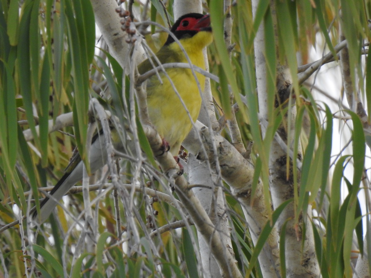 Australasian Figbird - ML618476986