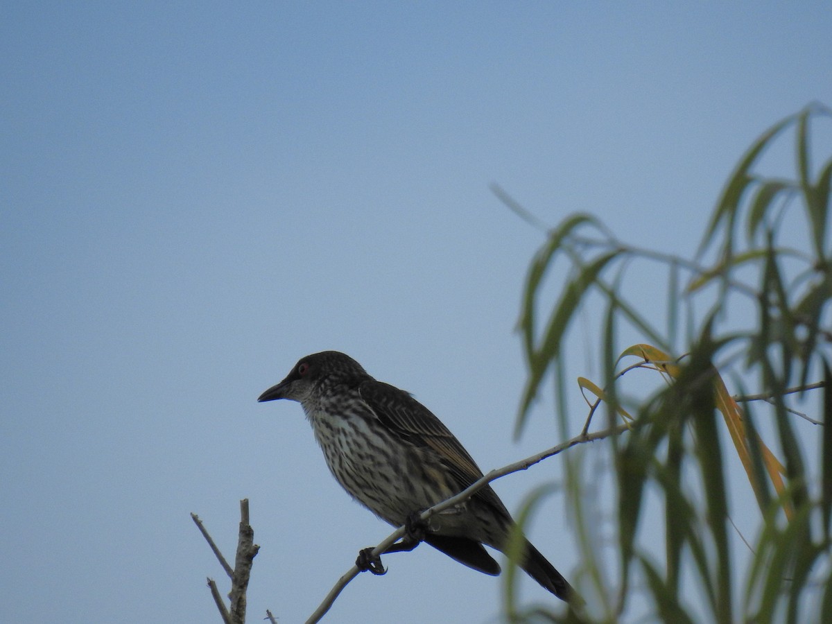 Australasian Figbird - ML618476989