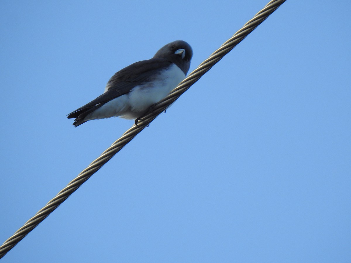 White-breasted Woodswallow - ML618476998