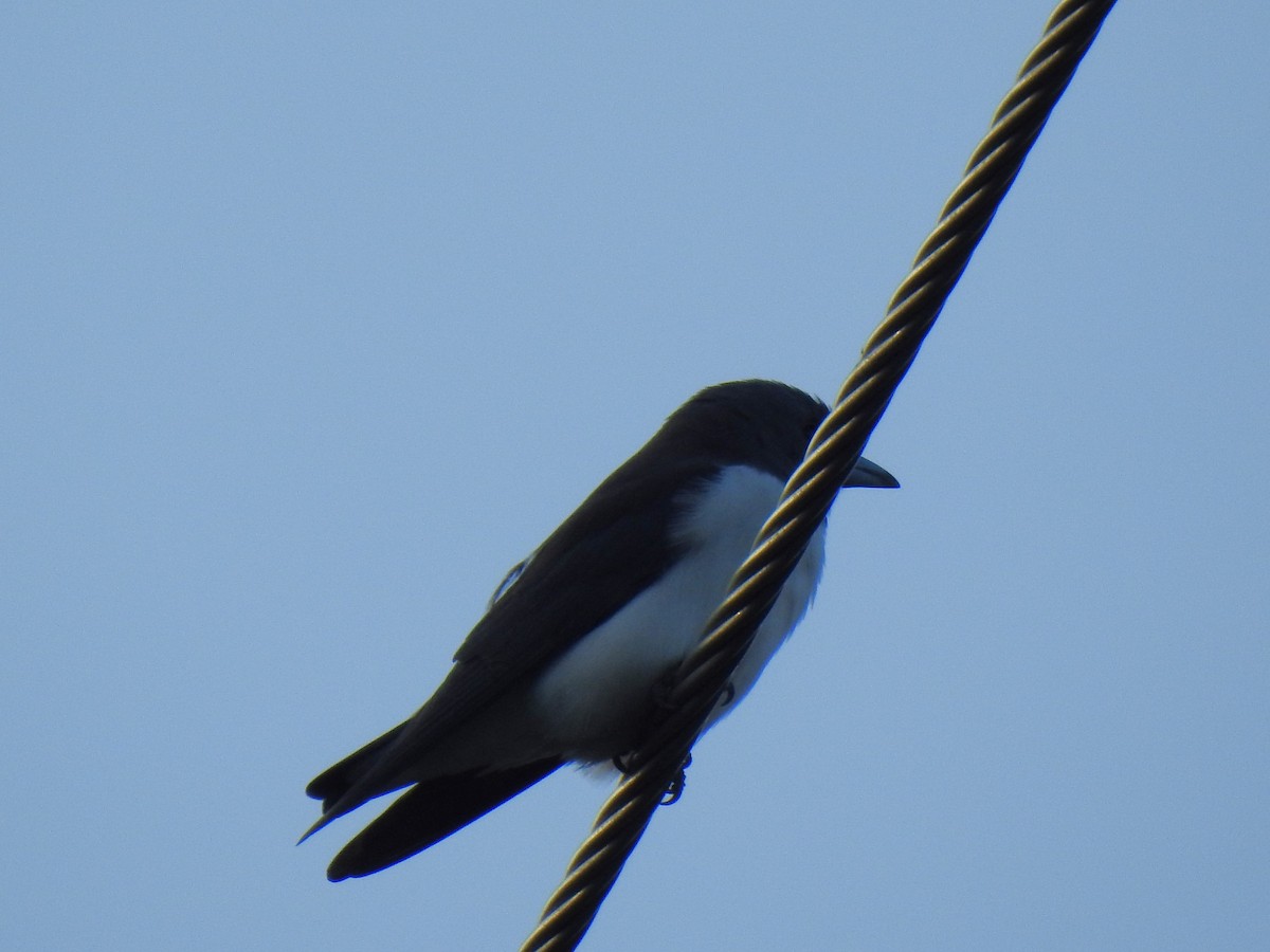 White-breasted Woodswallow - ML618477000