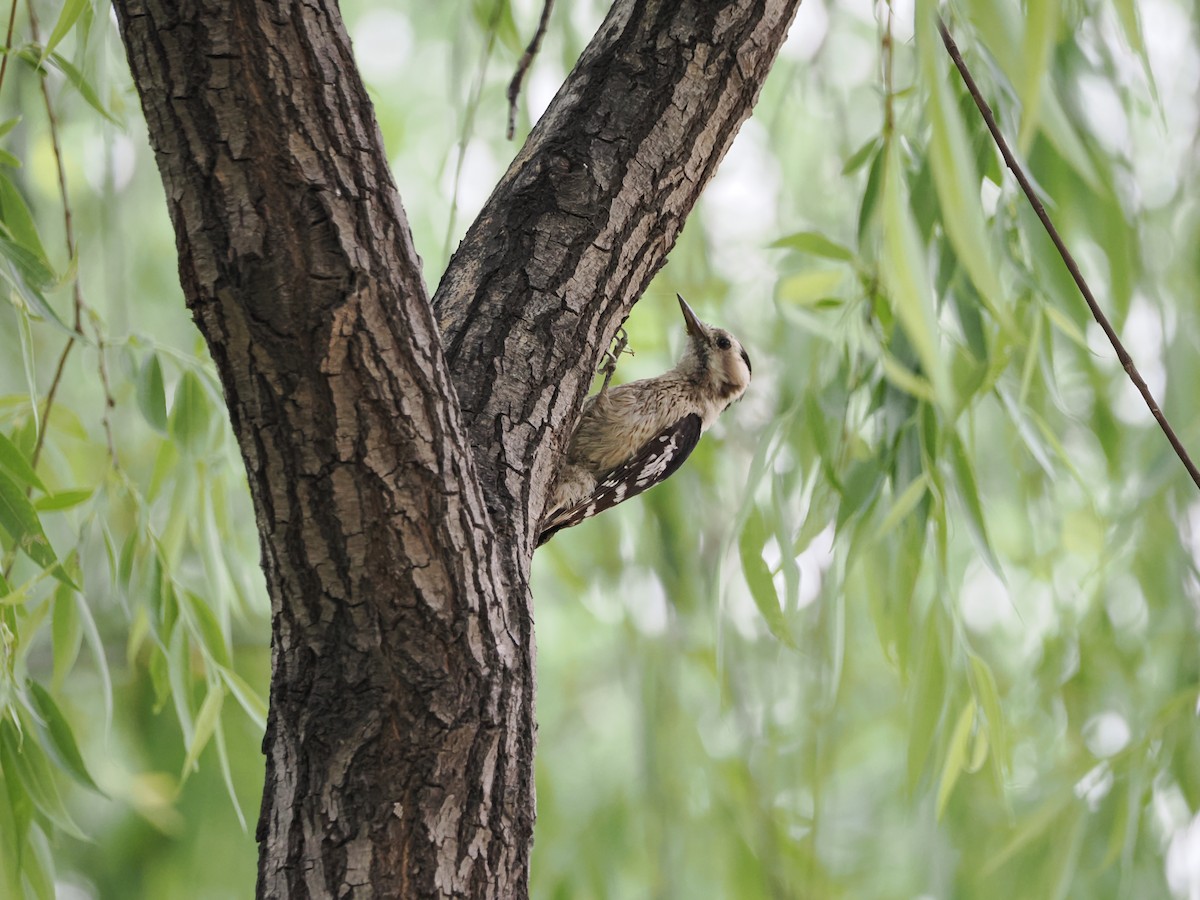 Gray-capped Pygmy Woodpecker - ML618477081