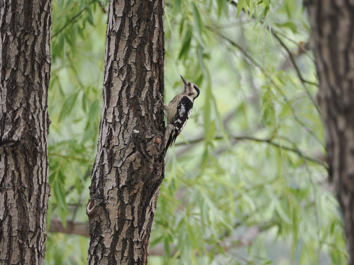 Gray-capped Pygmy Woodpecker - ML618477082