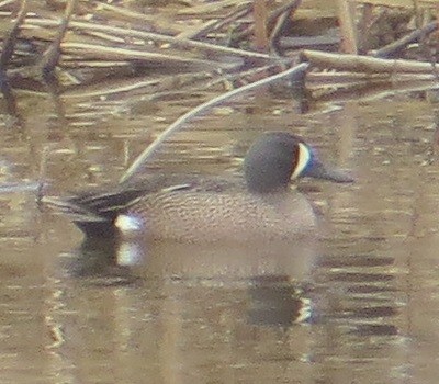 Blue-winged Teal - ML618477091