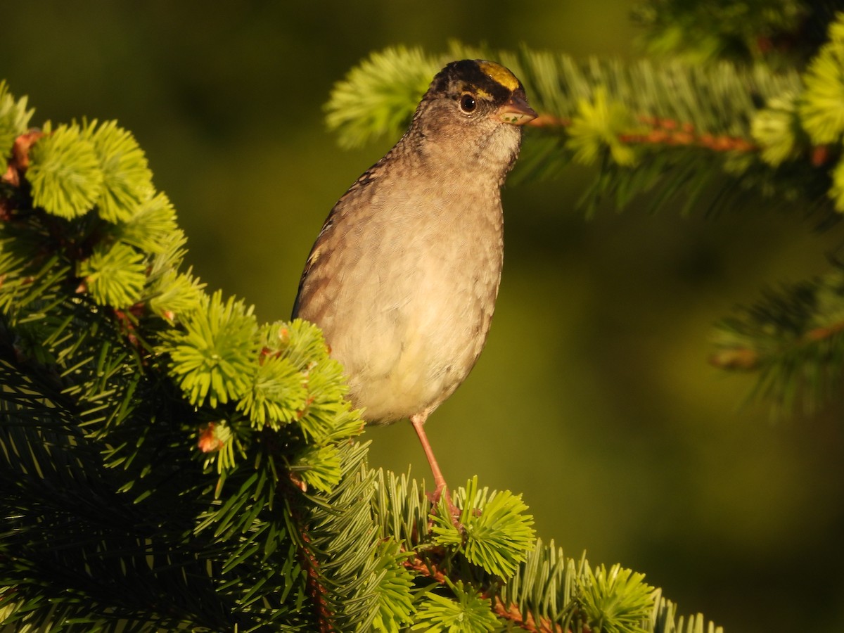 Golden-crowned Sparrow - ML618477109