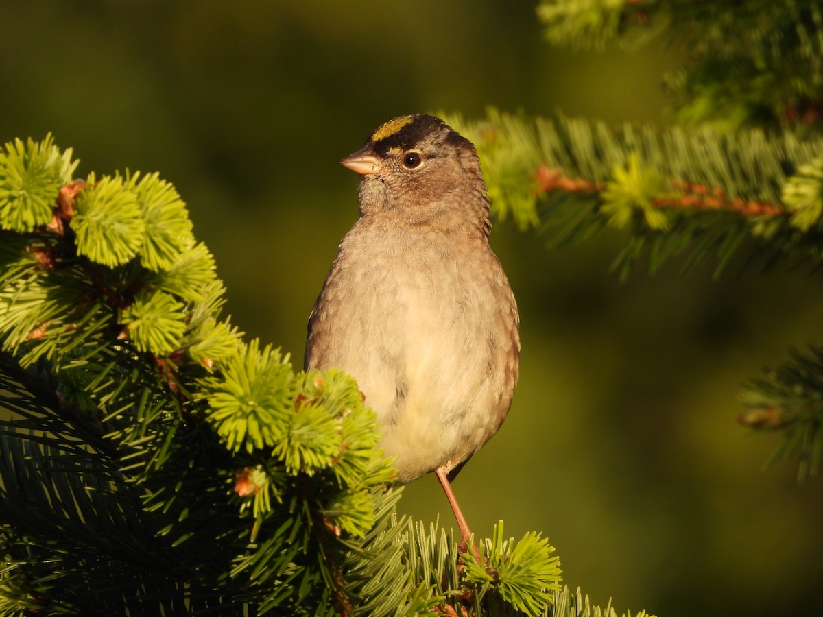 Golden-crowned Sparrow - ML618477110